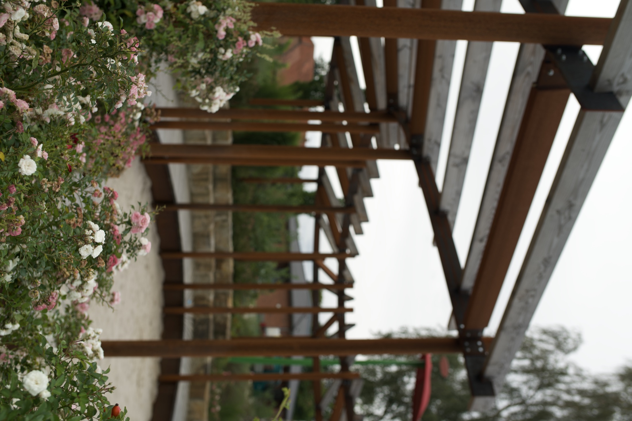 Pergola mit Rosen und Gräsern, Projekt Ahlhorn