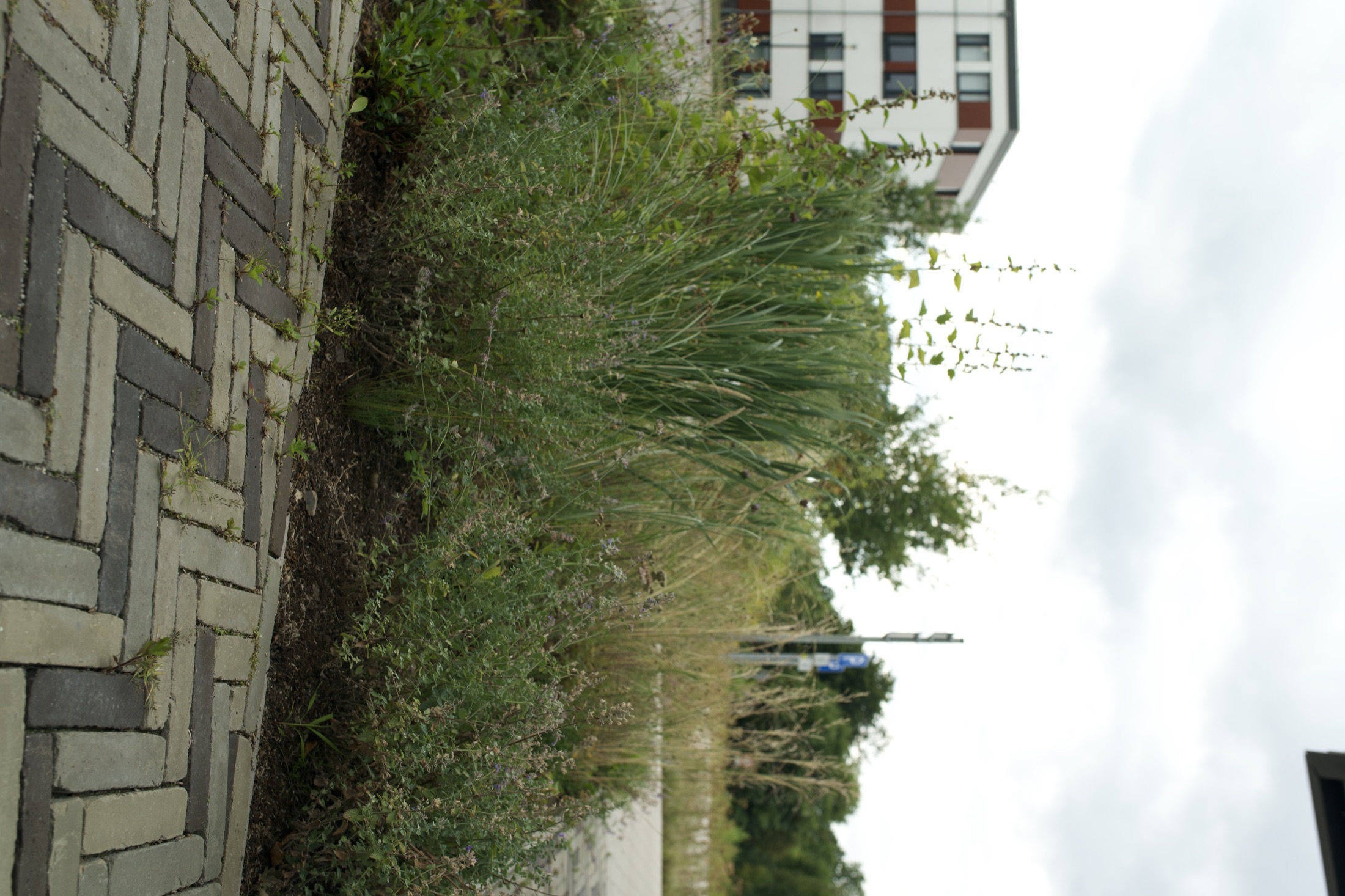 Außenanlage Helmholtz-Institut — Foto 21